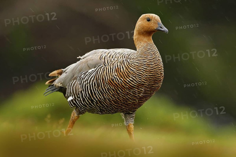 Chloephaga hybrida, Kelp goose, is a member of the duck, goose. It can be found in the Southern part of South America; in Patagonia, Tierra del Fuego, and the Falkland Islands