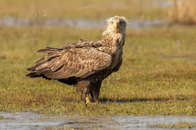 White-tailed Eagle (Haliaeetus albicilla), Mecklenburg-Western Pomerania, Germany