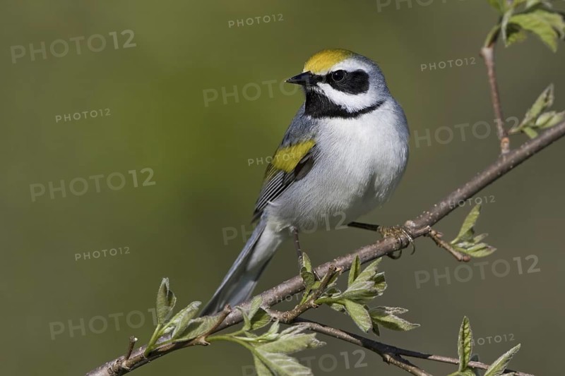 Golden-winged Warbler (Vermivora chrysoptera), Ontario, Canada