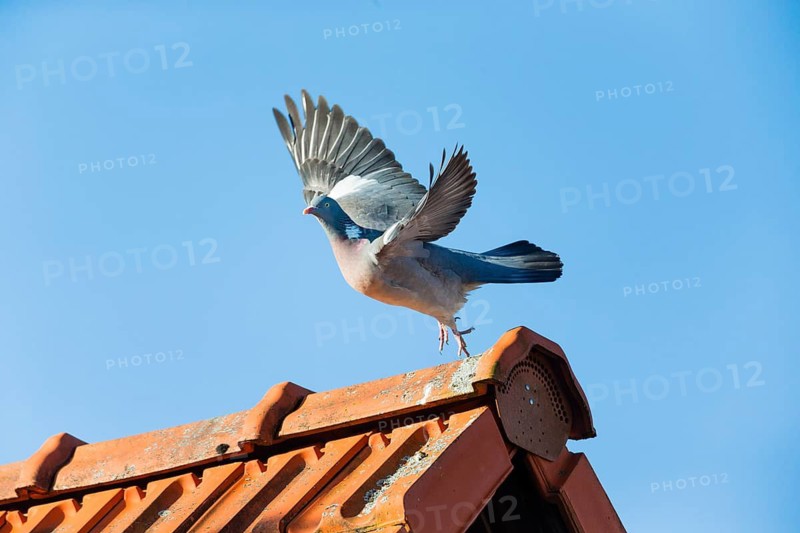 Wood Pigeon (Columba palumbus), adult bird in flight, taking off from a house roof, Hesse, Germany