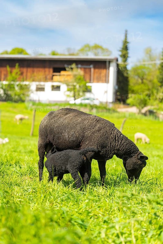 A black sheep with its lamb grazing peacefully on a green meadow in front of a farm, Sindelfingen, Germany