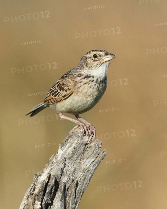 Horsfield's Bush Lark (Mirafra javanica) perched on a branch, Victoria, Australia