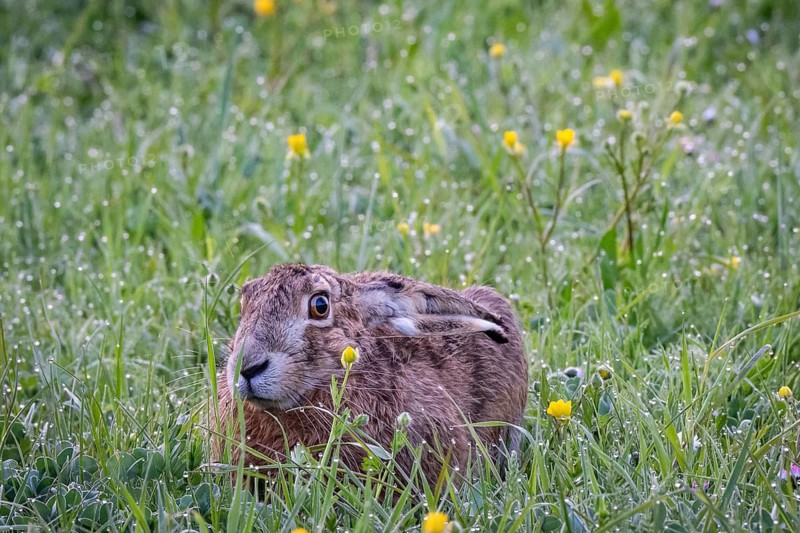 European hare (Lepus europaeus) hiding in wet tall grass, Stuttgart, Rosensteinpark, Baden-Württemberg, Germany