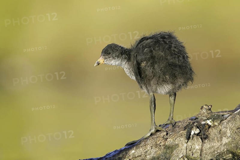 Australian Coot (Fulica atra australis) juvenile, Victoria, Australia