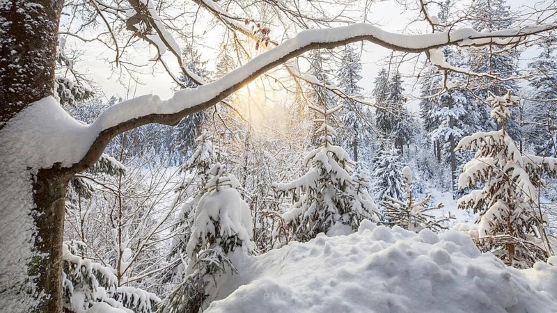 Branch of beech tree (Fagus sylvatica) laden with snow after snowfall in mixed forest in winter