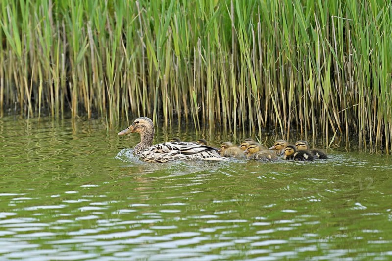 Mallard (Anas platyrhynchos), female with newly hatched chicks swimming, Texel, West Frisian Island, province of North Holland, Netherlands