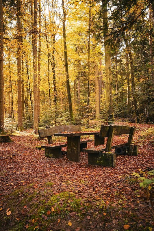 Wooden benches surrounded by autumnal trees in the forest, Calw, Black Forest, Germany