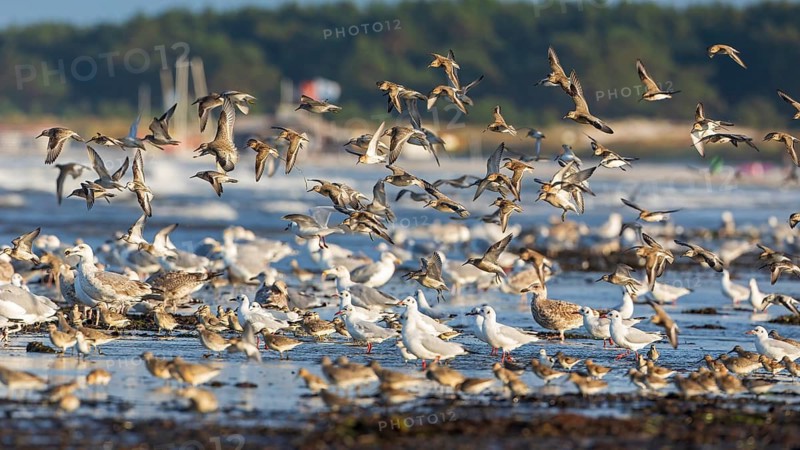 Limicolas, snipe birds and gulls on the beach of the Baltic Sea, Baltic Sea holiday, foraging together on the mudflats, shallow water zone, Baltic Sea coast, Fischland Darß-Zingst, National Park Vorpommersche Boddenlandschaft, Germany
