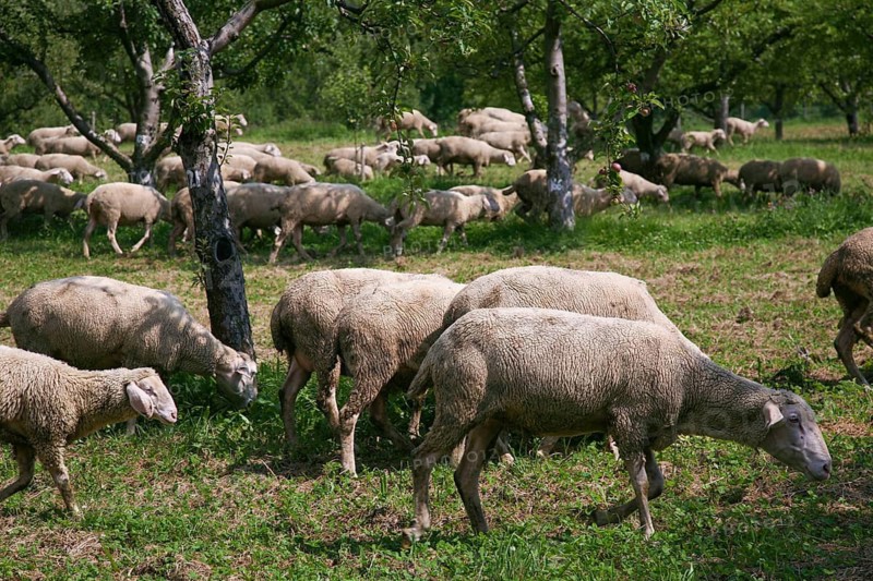 Sheep (Ovis), Dettinger Kirschenweg and Kirschenheimat, cherry growing tradition in the Erms Valley, cherry tree (Prunus avium), pleasure hiking trail, summer, Dettingen an der Erms, Neckar-Alb region, Baden-Württemberg, Germany