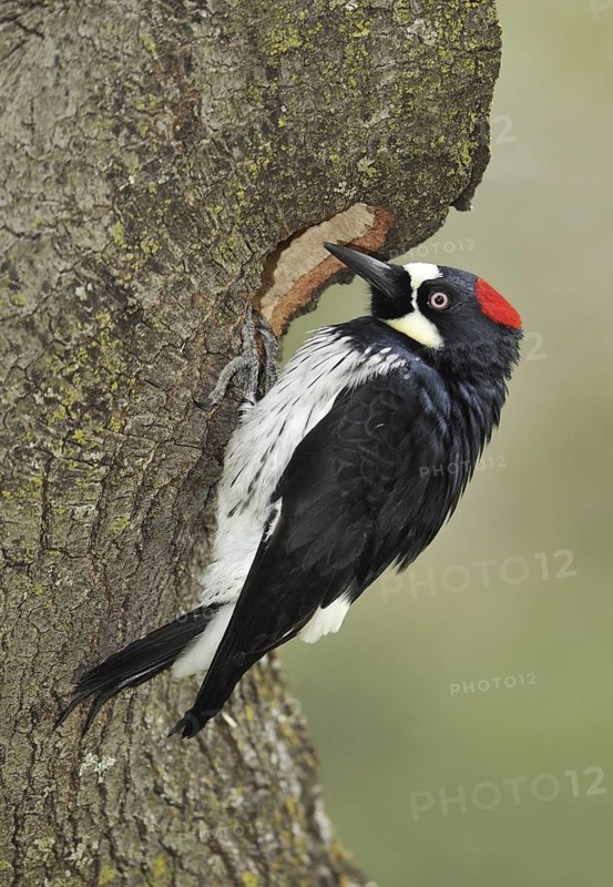 Acorn Woodpecker (Melanerpes formicivorus), Arizona, USA