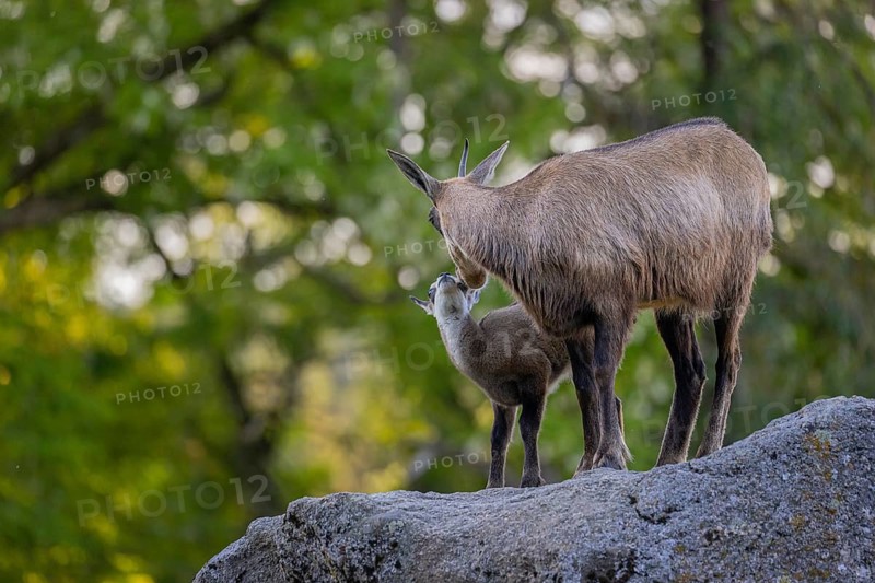 One adult female chamois (Rupicapra rupicapra) and her baby standing on a rock. A green forest in the background