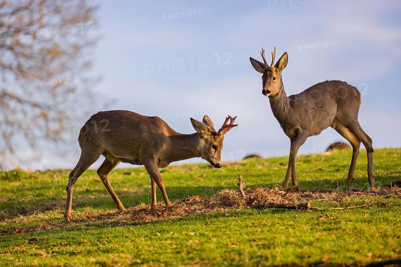 A roebuck (Capreolus capreolus) sweeps his antlers on the ground, a second roebuck is grazing