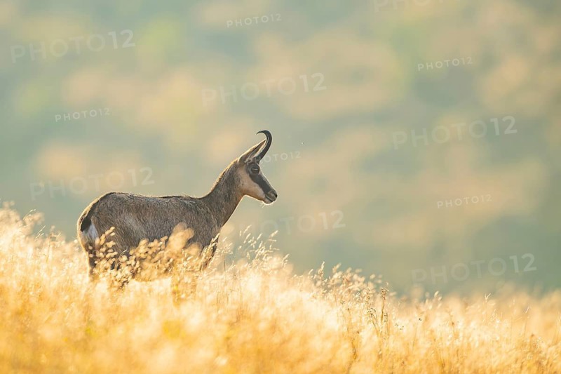 Chamois (Rupicapra rupicapra) on a meadow in the morning sun in the Vosges Mountains, wildlife, France