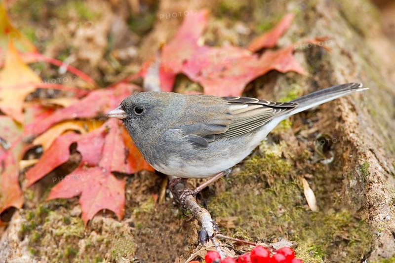 Dark-eyed Junco Junco hyemalis Minneapolis, Minnesota, USA 4 November Adult Female Emberizidae Slate-colored Junco