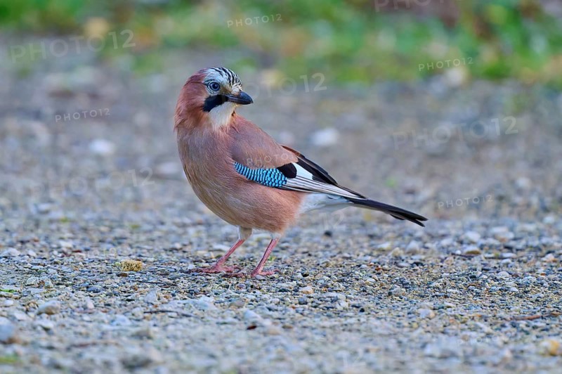 Eurasian Jay standing attentively on gravel, fluffy colourful appearance, jay (Garrulus glandarius), spring, bird island, Altmühlsee, Muhr am See, Gunzenhausen, Franconian Lake District, Bavaria, Germany