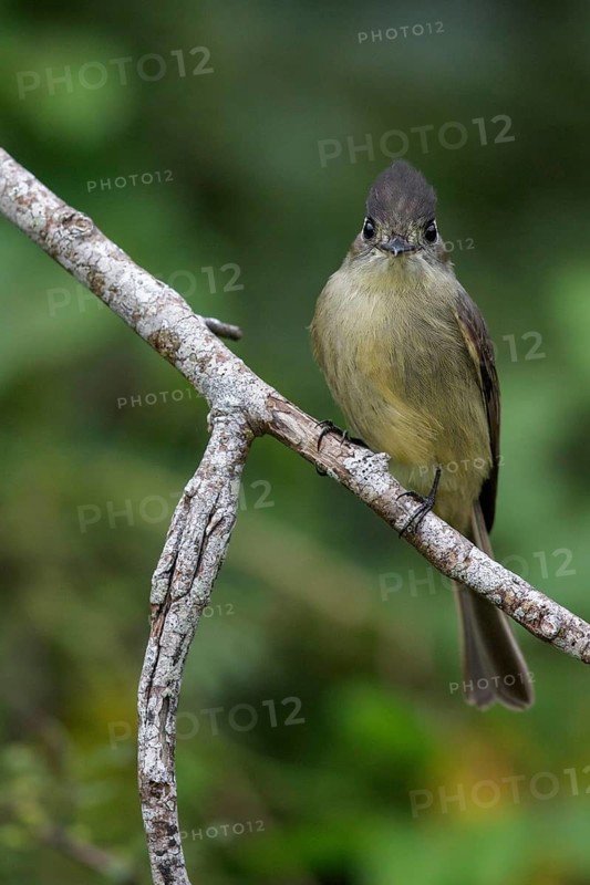 Crescent-eyed Pewee (Contopus caribaeus) perched on a branch in Cuba