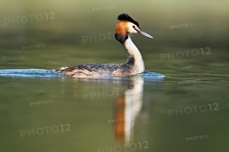 Great crested grebe (Podiceps scalloped ribbonfish), floating on the water in the morning light, Flachsee, Canton Aargau, Switzerland
