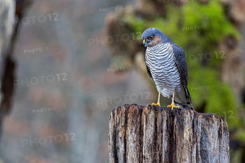 Sparrowhawk (Accipiter nisus) ml Germany