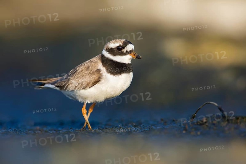 Common Ringed Plover (Charadrius hiaticula) foraging, Poland