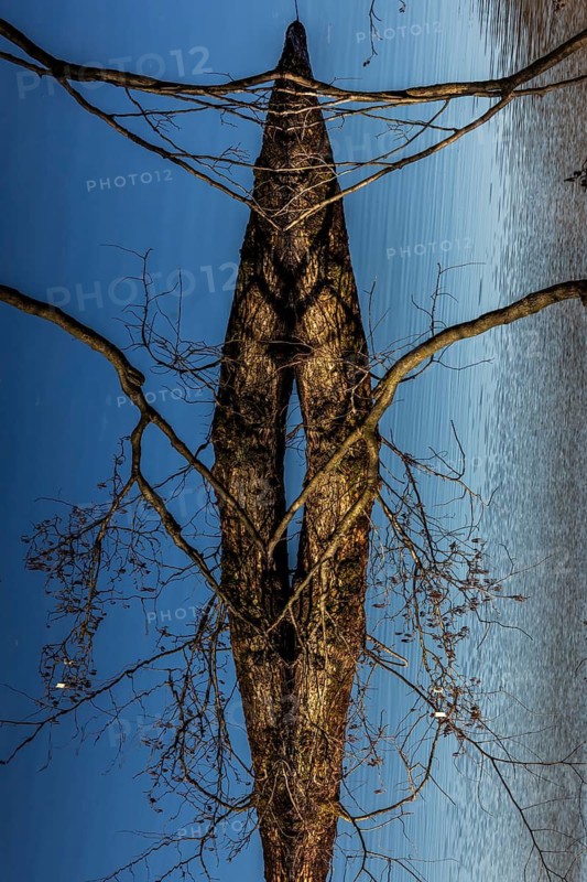 Trees are reflected in Schlachtensee, Zehlendorf, Berlin, Germany