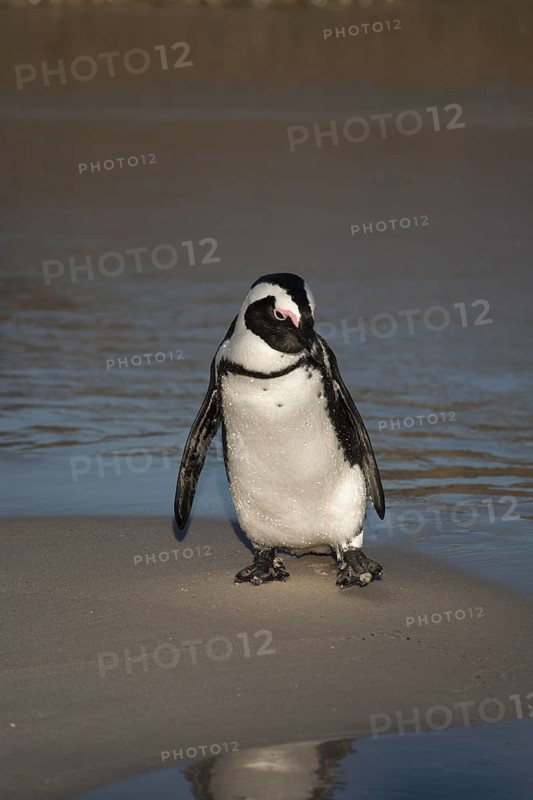 African Penguin (Spheniscus demersus) on beach, South Africa