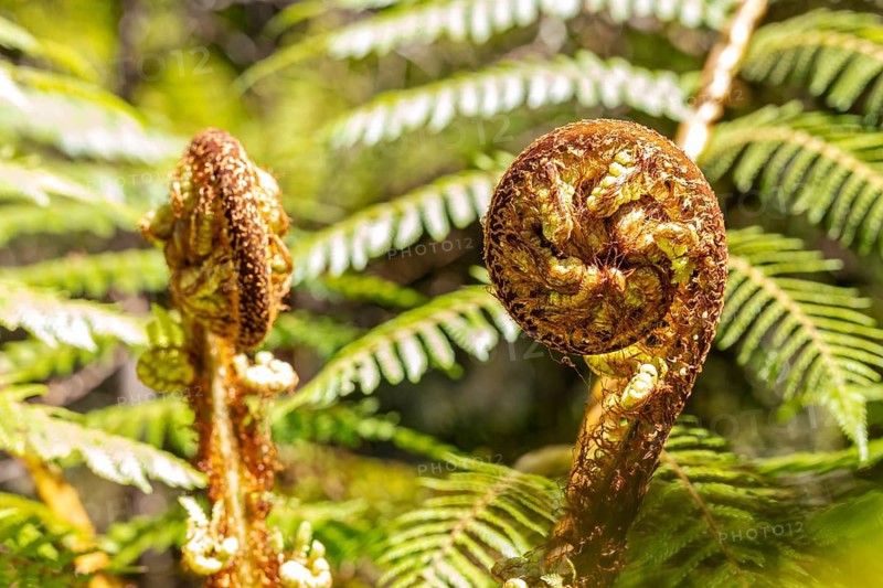 Silver tree fern (Cyathea dealbata), Lake Matheson Trail, New Zealand