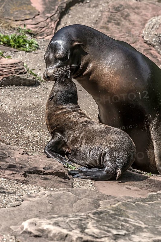 Harbour seal with pup (Phoca vitulina), Nuremberg Zoo, Middle Franconia, Bavaria, Germany