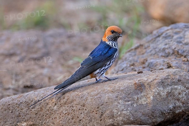 Lesser Striped Swallow (Cecropis abyssinica), South Africa