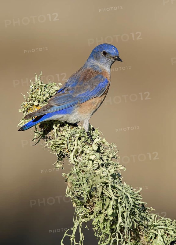 Western Bluebird (Sialia mexicana) male perched on a branch, California, USA