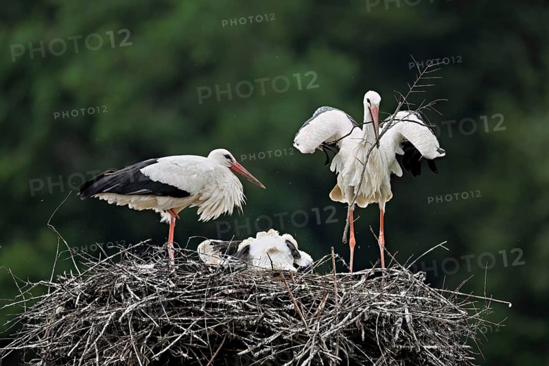 White stork (Ciconia ciconia), pair with nesting material in beak with two chicks standing on eyrie, Canton Aargau, Switzerland