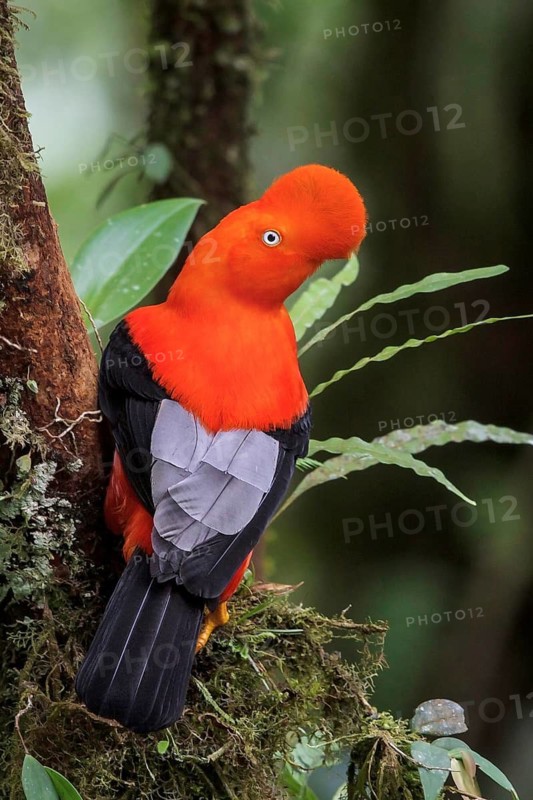 Andean Cock of the Rock (Rupicola peruviana) perched on a branch in Manu National Park, Peru