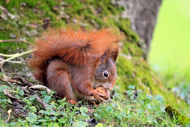 Squirrel (Sciurus vulgaris), adult, in a meadow, eating, with food, walnut, Mannheim, Germany