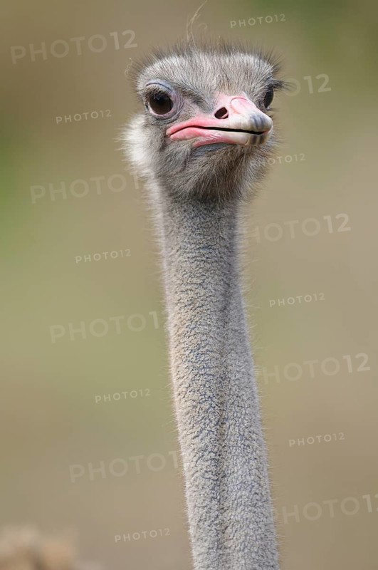 Ostrich head with long neck and attentive expression in front of a neutral background, common ostrich (Struthio camelus), captive, Spain