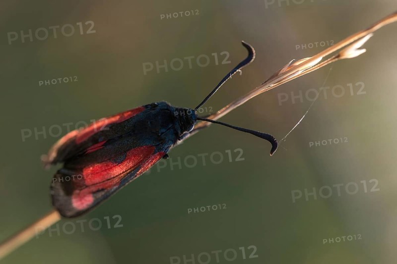 Thyme ram, transparent burnet, zygaena purpuralis, blood droplets, butterfly, high size, portrait format, insects, moths, moths, moths, moths, butterfly, ram