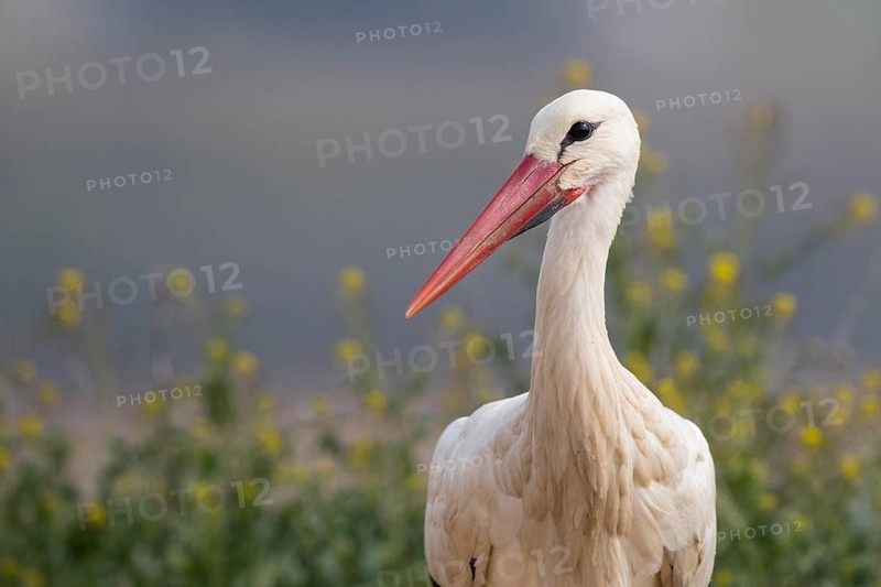 White Stork (Ciconia ciconia), Spain