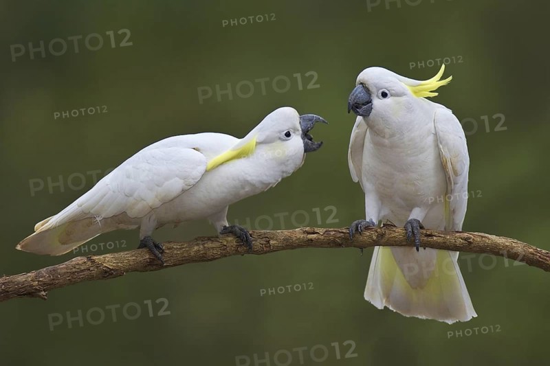 Sulphur-crested Cockatoo (Cacatua galerita) pair, Victoria, Australia