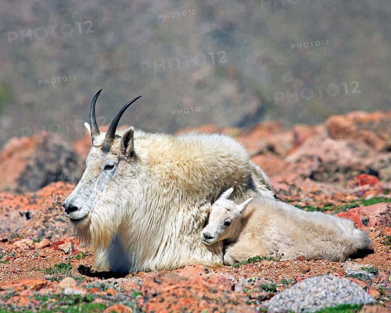 A snow goat with young in a rocky landscape, Wyoming, United States