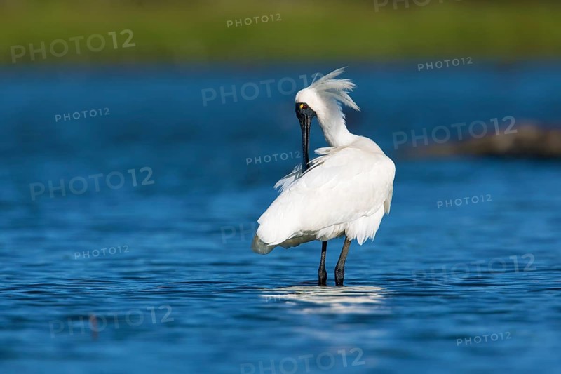 Little Egret (Egretta garzetta) preening, Victoria, Australia
