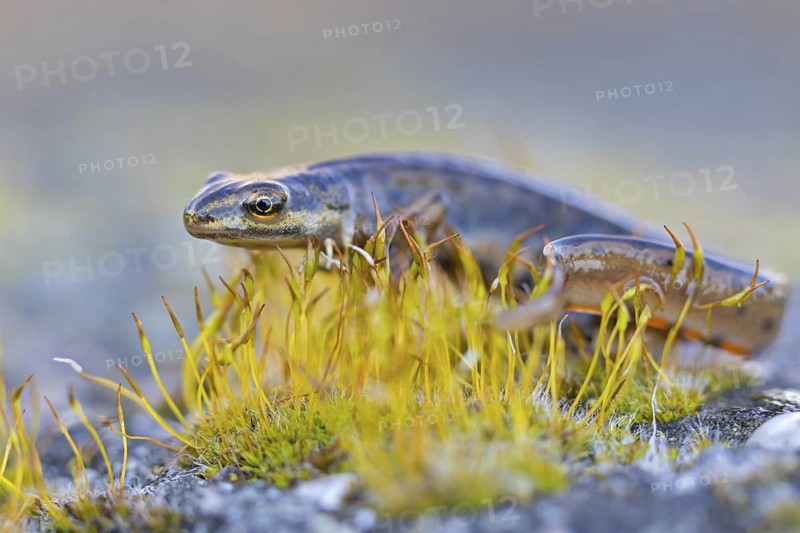 Pond newt, (Lissotriton vulgaris), Triturus vulgaris, animals, amphibians, amphibian family, amphibians, tailed amphibian, Wormser Ried nature reserve, Worms district, Rhineland-Palatinate, Germany