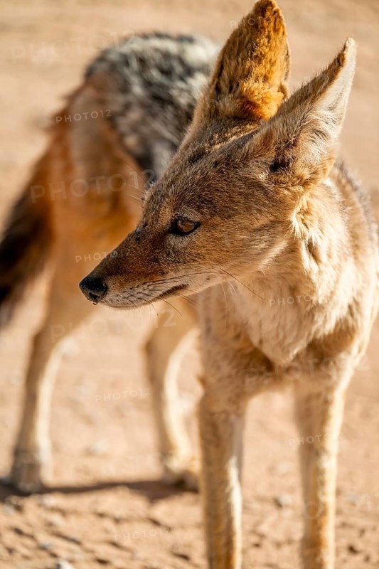 Black-backed jackal (Canis mesomelas), Kgalagadi Transfrontier National Park, Northern Cape, South Africa