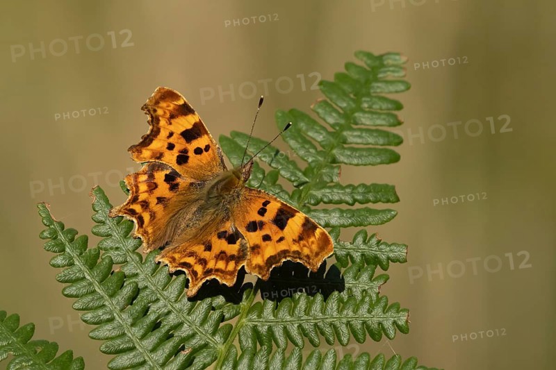 Comma butterfly (Polygonia c-album) adult insect resting on a Bracken plant leaf in the summer, England, United Kingdom