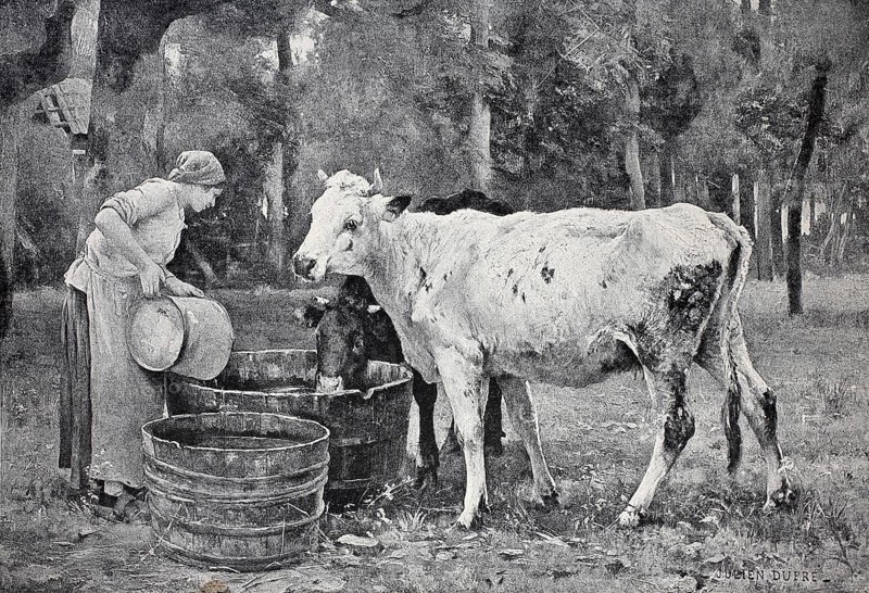On the pasture, maid brings water for the cows and pours it into a tub, Agriculture around 1880, Germany, digital reproduction of an original 19th century, historical, A woman feeds a cow and her calf in a rural area with trees