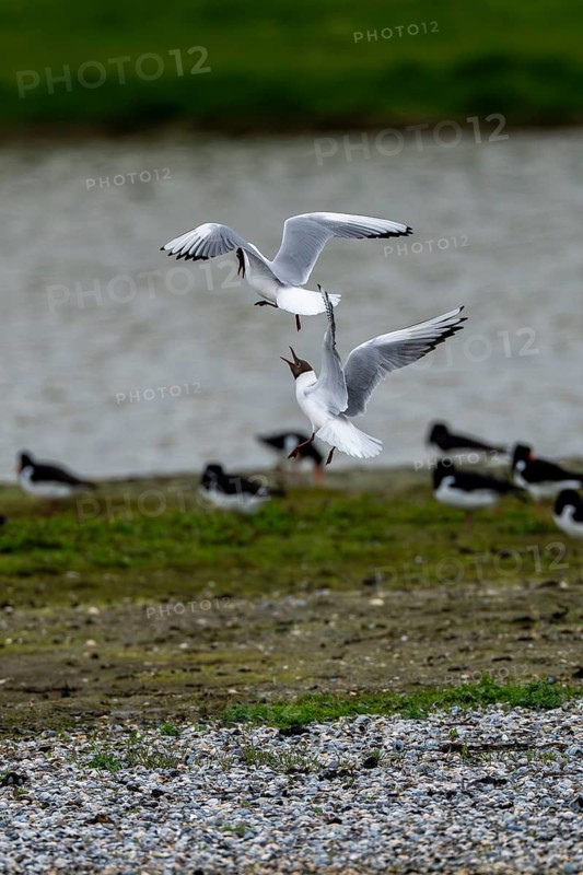 Arguing and fighting black-headed gulls (Larus ridibundus), Texel, Netherlands