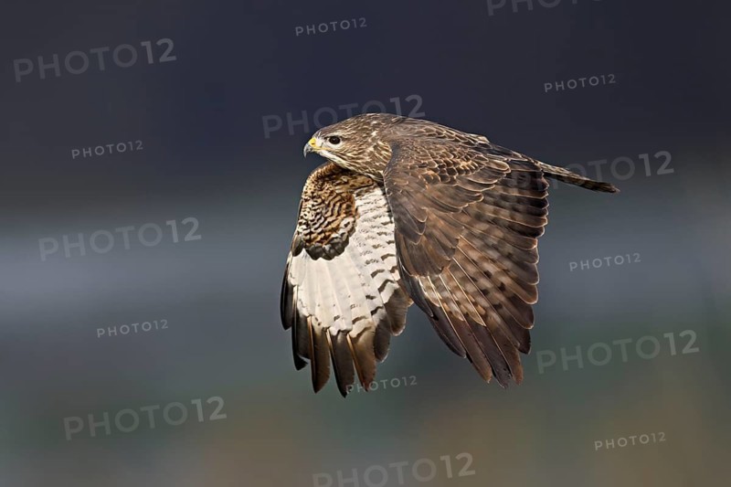 Common buzzard (Buteo buteo), in flight, Switzerland