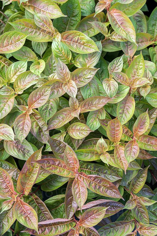 Weigela (Weigela 'Wings of Fire'), BS Sämann, Germany