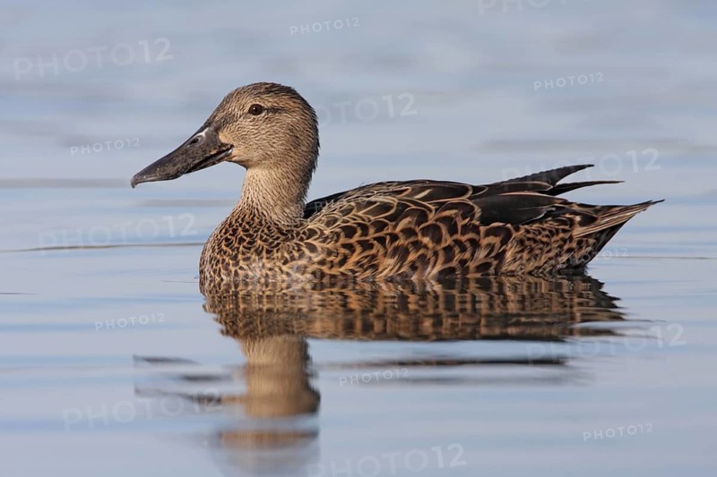 Australasian Shoveler (Spatula rhynchotis) female, Australian Capital Territory, Australia