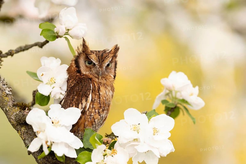 Tropical Screech Owl (Megascops choliba) captive, Germany