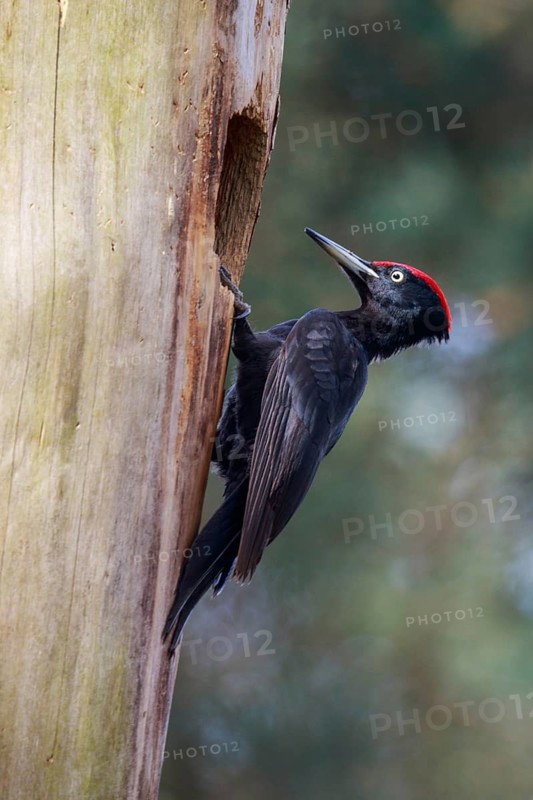 Black Woodpecker (Dryocopus martius) male at nest cavity, Netherlands