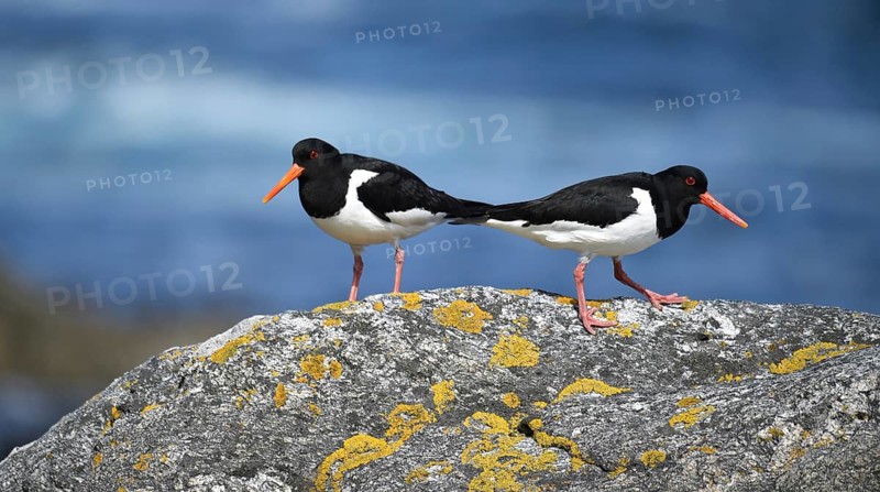 Oystercatcher, (Haematopus ostralegus) on a rock on the coast of Norway