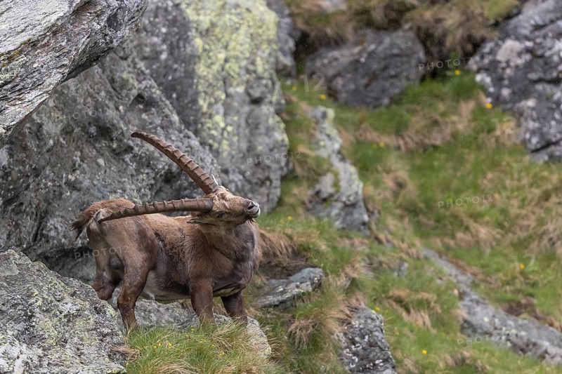 One adult ibex (Capra ibex) standing between rocks scratching himself with his horn, side view portrait, on 2500 m sea level in the Hohe Tauern National Park